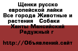 Щенки русско европейской лайки - Все города Животные и растения » Собаки   . Ханты-Мансийский,Радужный г.